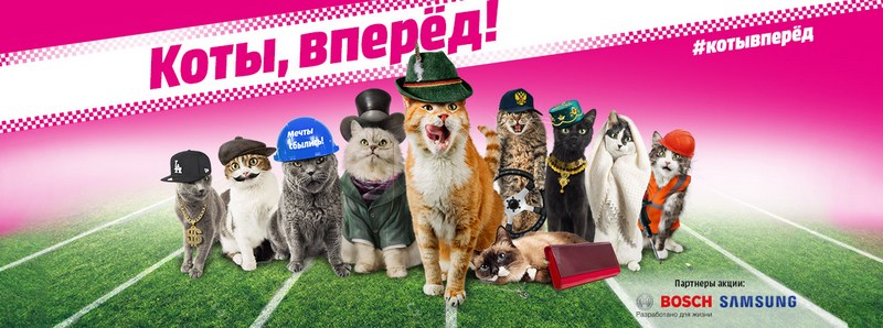 Cats_ad.jpg