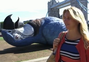 «Норвежские» синие попугаи всегда ведут себя так 