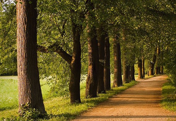 Симферопольские депутаты запретили размещать рекламу в парках