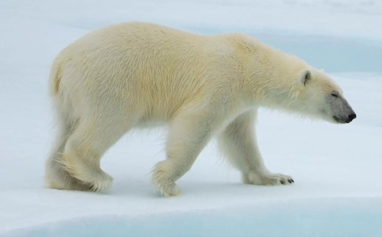 Жители Ростова-на-Дону встретят Новый год вместе с белыми медведями